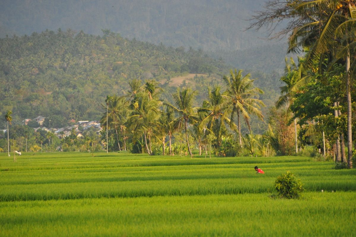 De groene velden in Indonesi&euml;