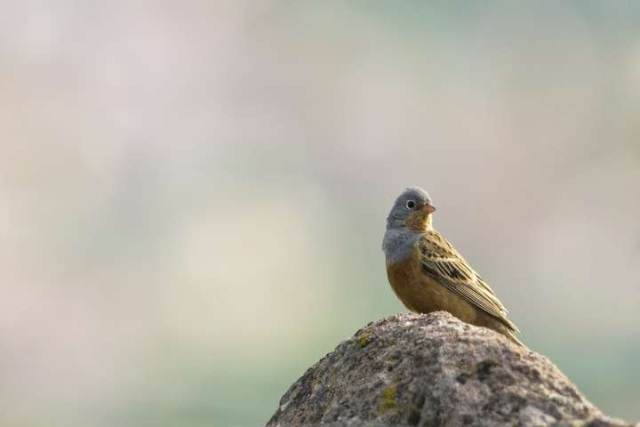 Vogelspotten op Lesbos