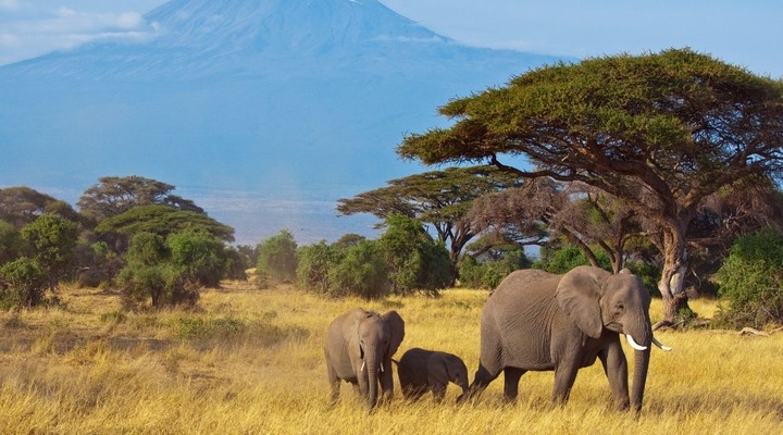 Olifanten op pad in Kenia