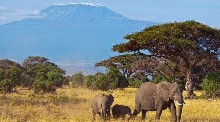 Kenia wildlife