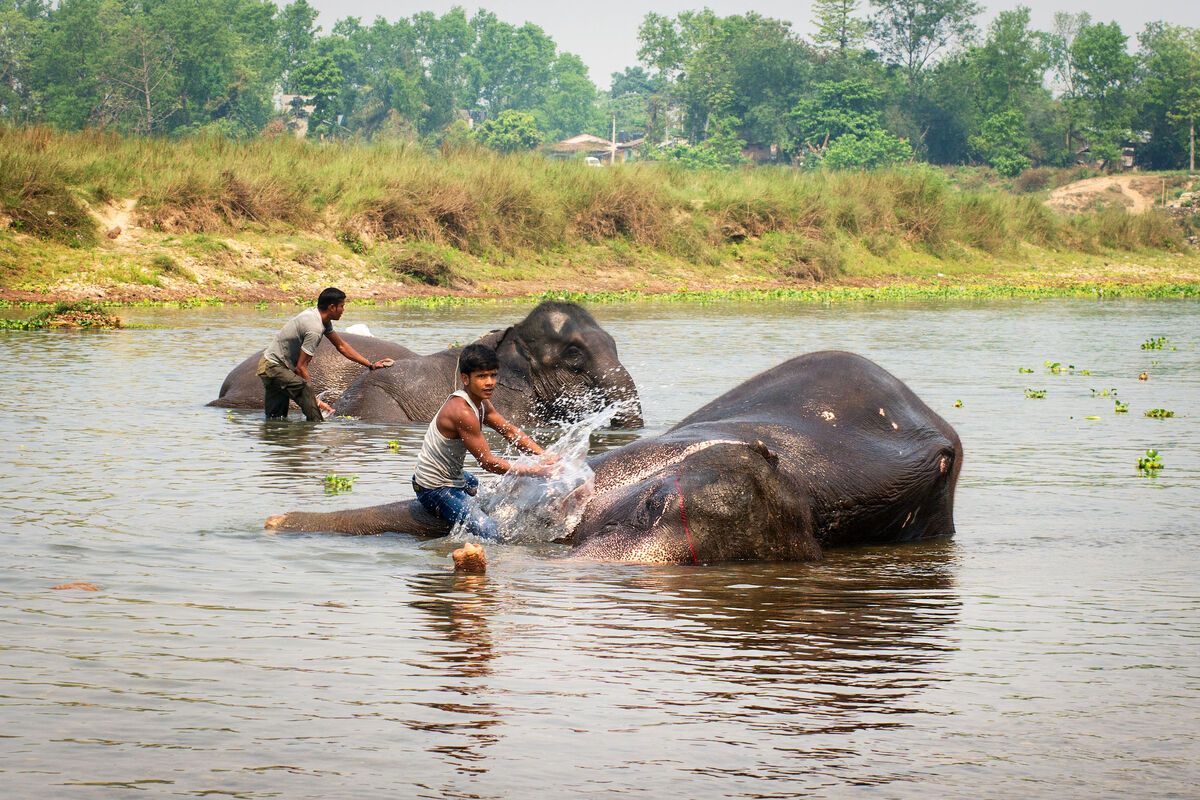 Olifanten wassen in de rivier