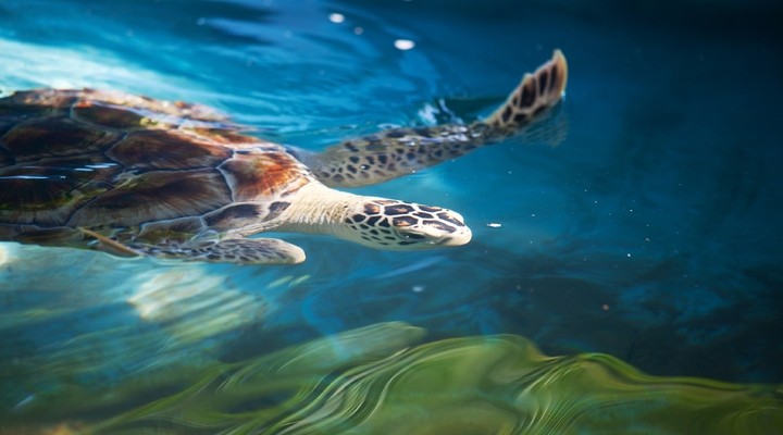 Zeeschildpad in Sri Lanka