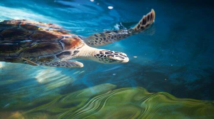 Zeeschildpad in Sri Lanka