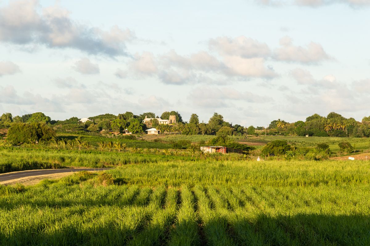 Suikerplantage op Guadeloupe