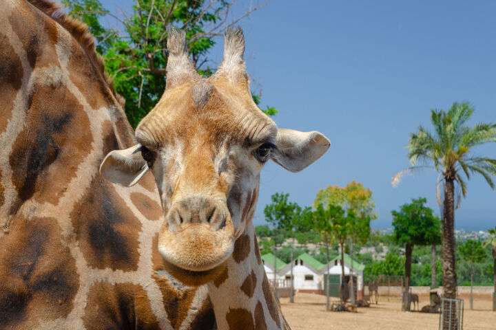 Zoo Safari Fasanolandia