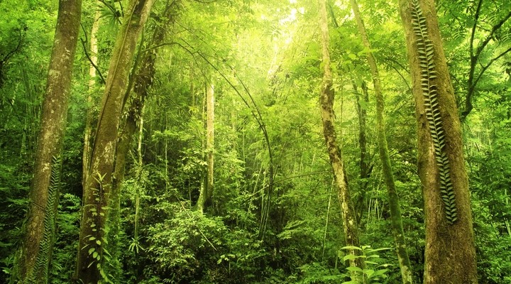 Het tropisch regenwoud van Brunei