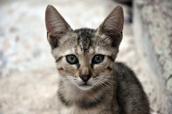 Een lichtbruine kat met groene ogen
