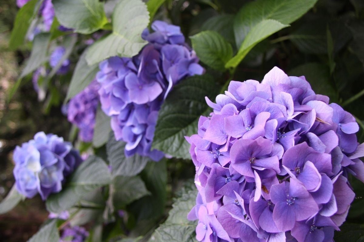 Paarse Hortensia's op de camping