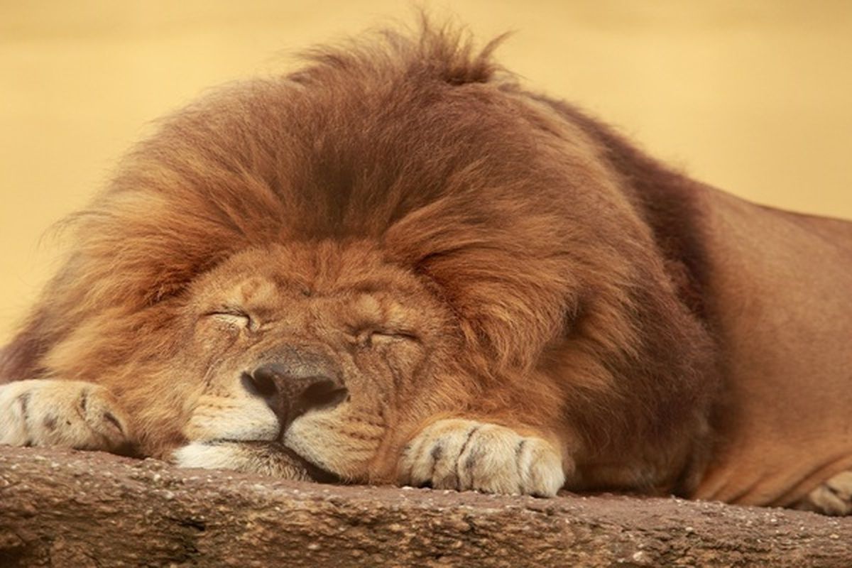 Een slapende leeuw