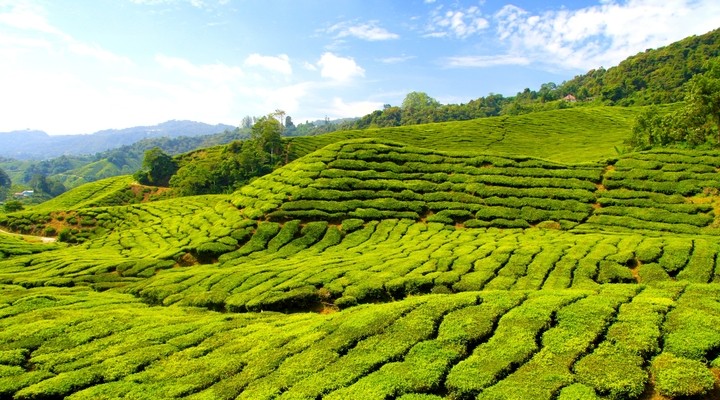 Cameron Highlands in Maleisi