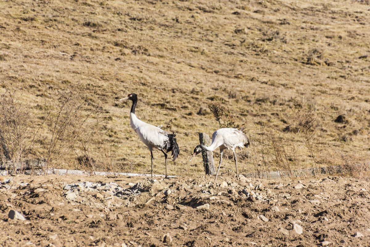 Zwarthalskraanvogel in de Phobjikkha vallei