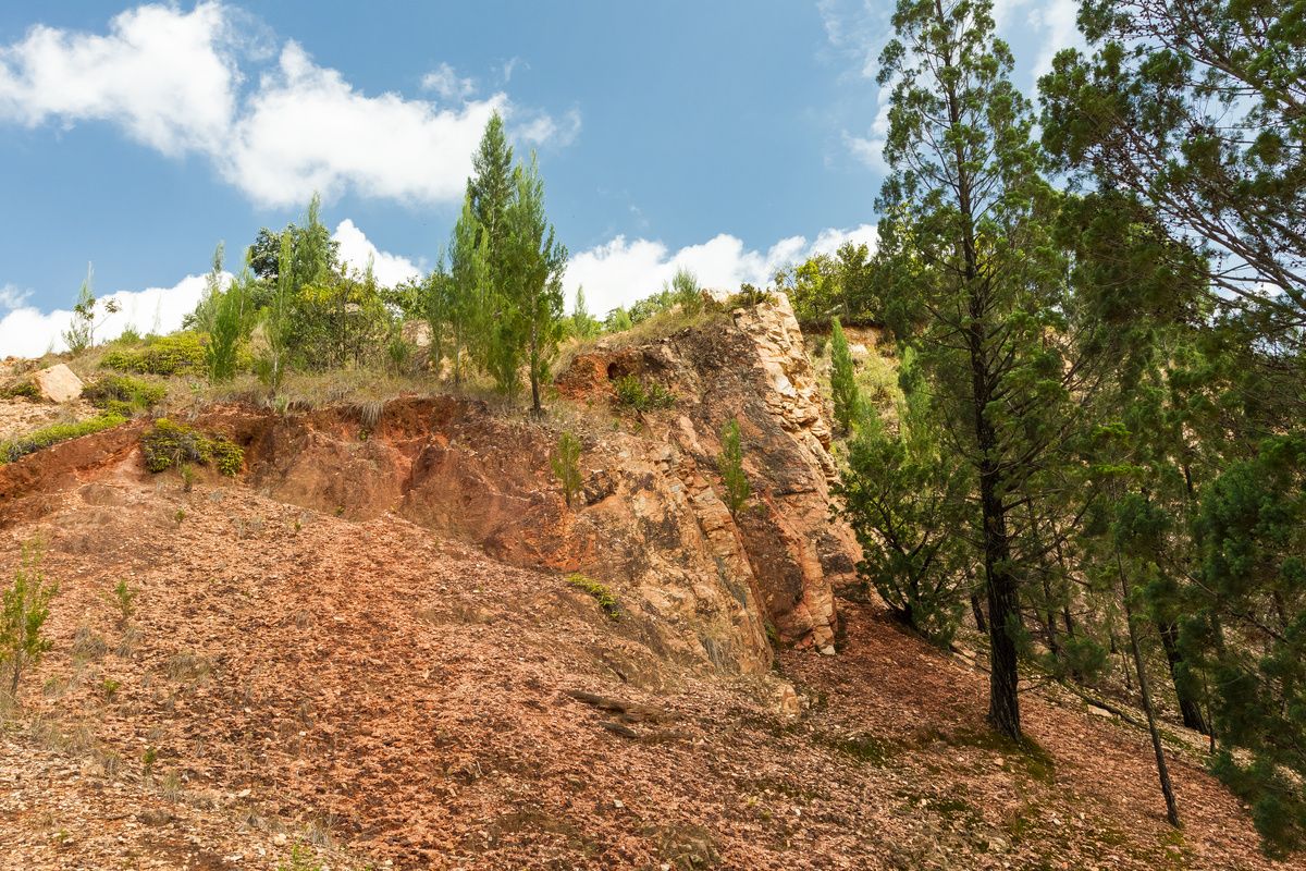 Kakamega Forest in Kenia