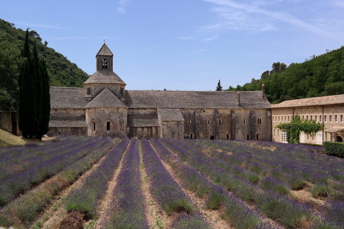 Een van de lavendelvelden bij de Abdij van Senanque