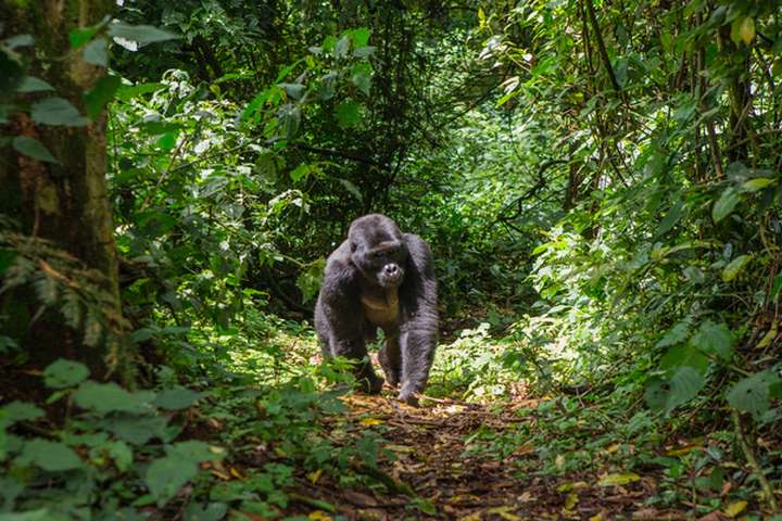 Gorilla in regenwoud van Uganda