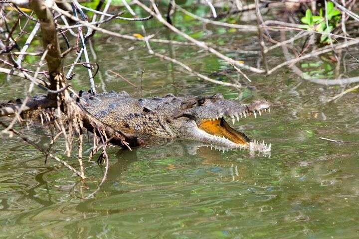 Krokodil, Black River, Jamaica