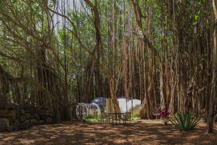  van 'Banyan Tree BUBBLE'