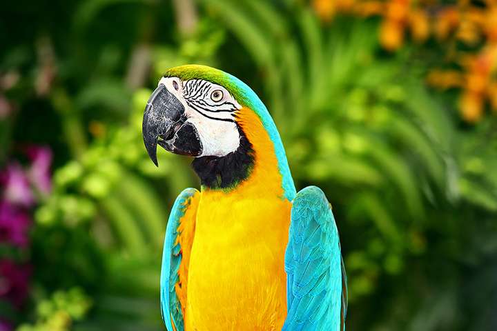 Een papegaai in het birdpark