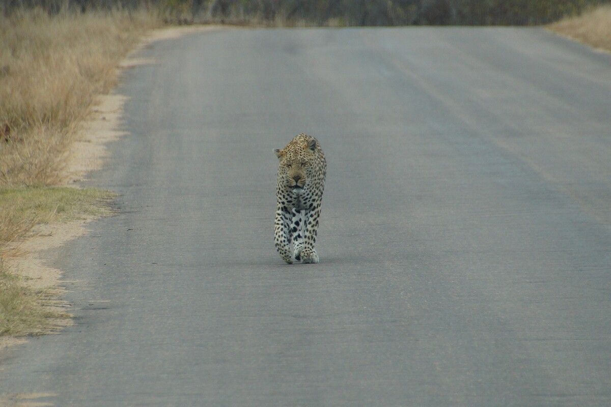 Luipaard op de weg