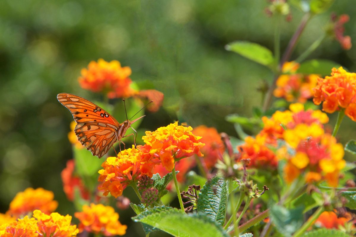 De lokale vlinder 'Gulf Fritallary' op de Lantana bloem