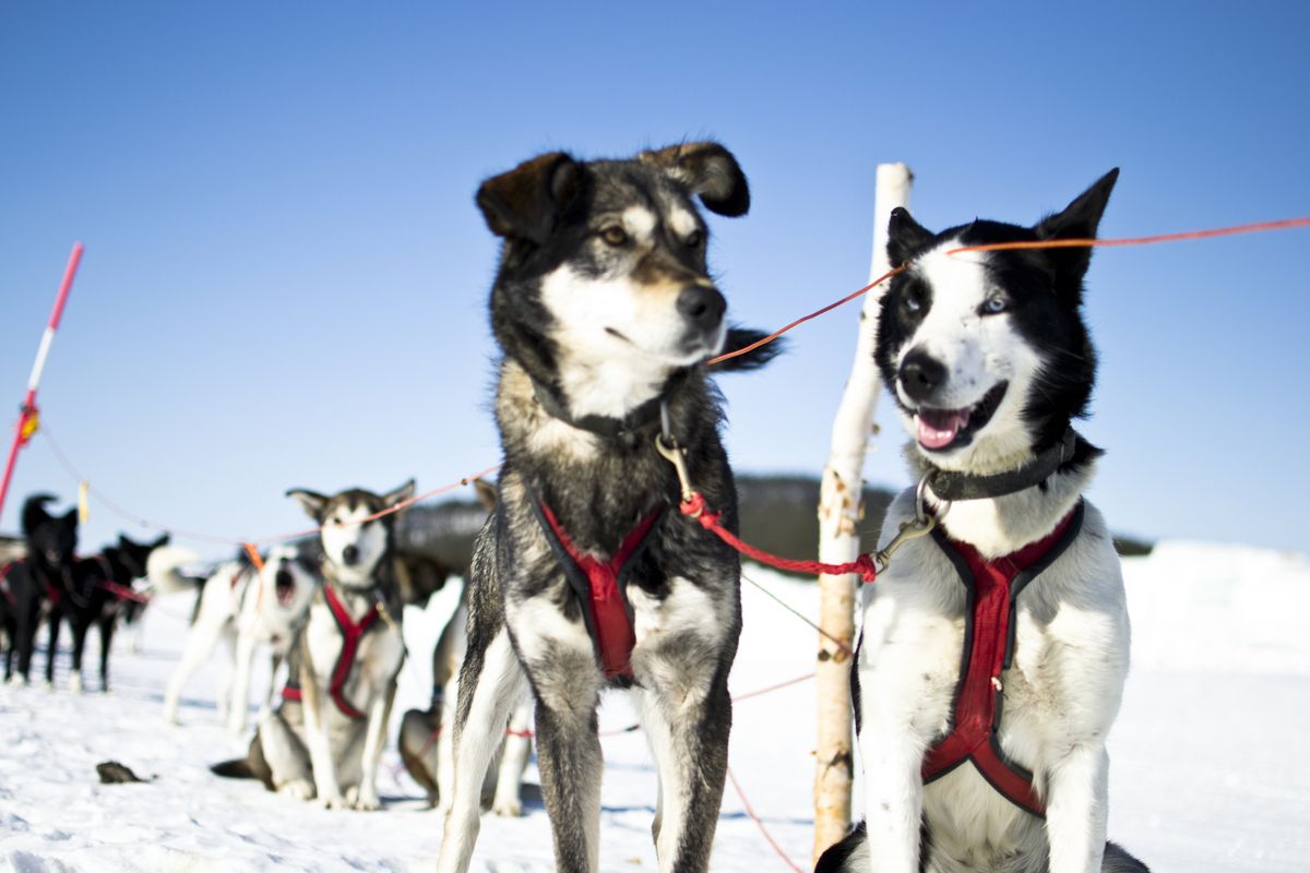Safari met hondenslee ©Martin Smedsén