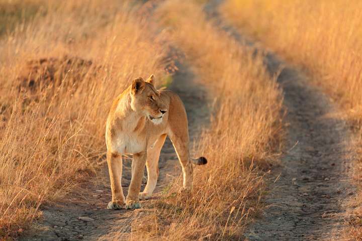 Leeuw in Kenia