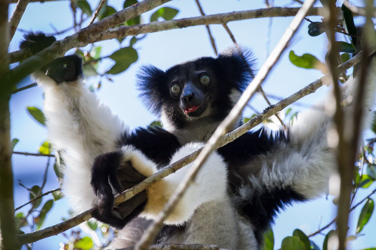 Een Indri die dichterbij komt