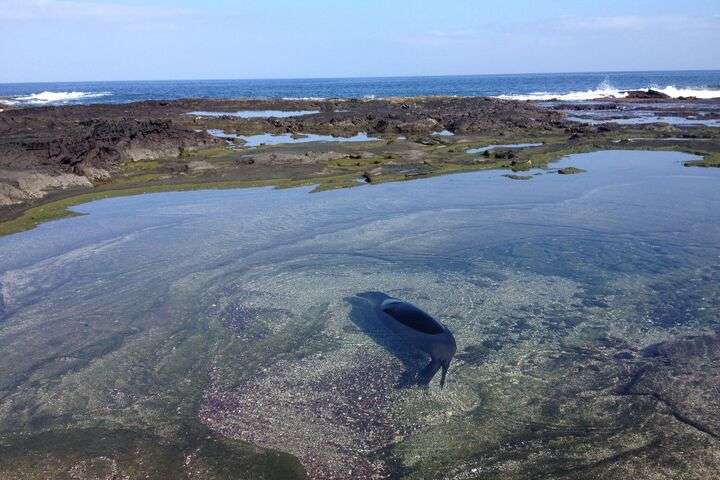 Een zeehond in het water