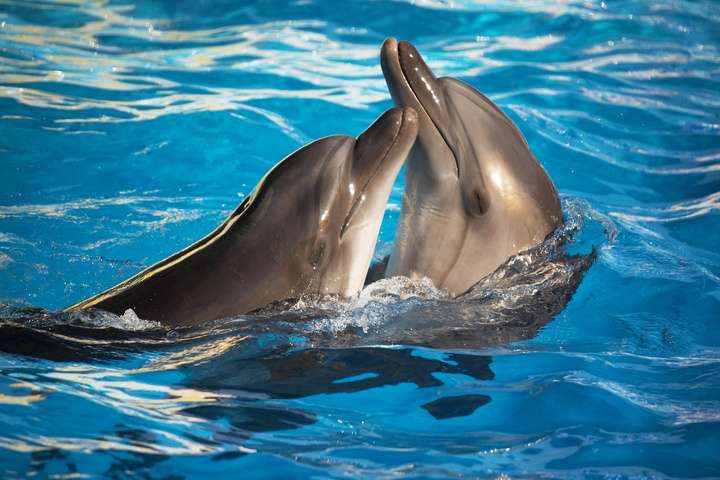 Dolfijnen in Dolphin Academy