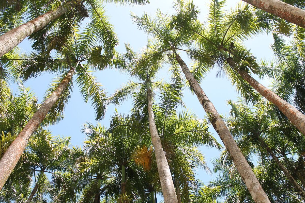 Palmgarden Paramaribo