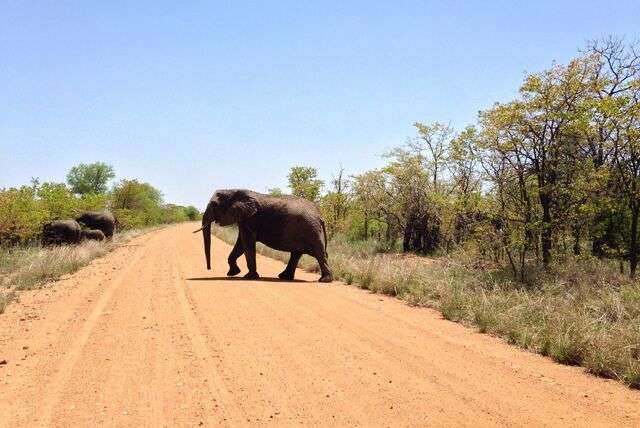 Kruger National Park in Zuid-Afrika