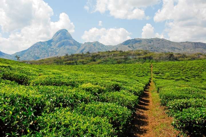 Theeplantage in het prachtige berglandschap bij Gurué