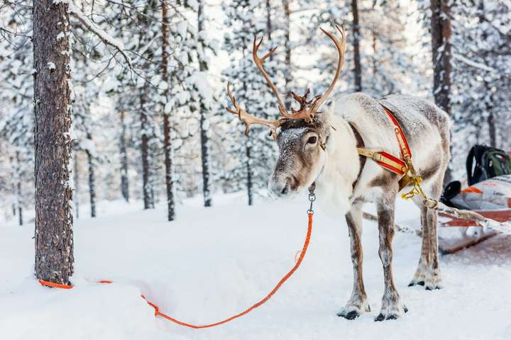 Rendiersafari in het Salla Reindeer Park