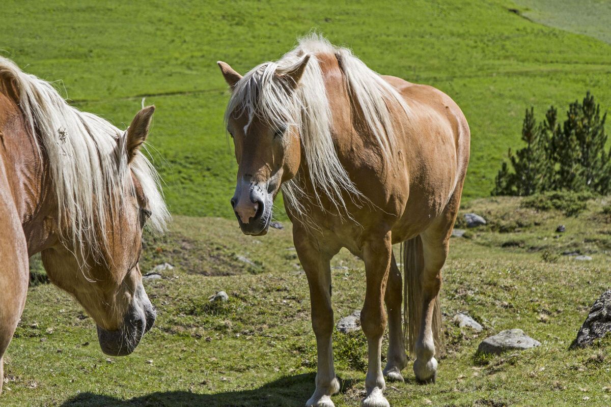 Twee Haflingers in het &Ouml;tztal