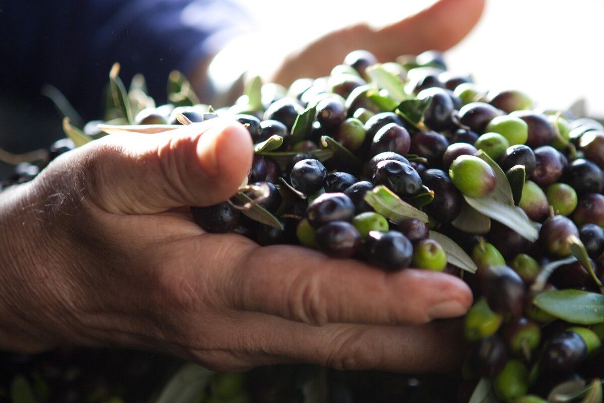 Olijven
