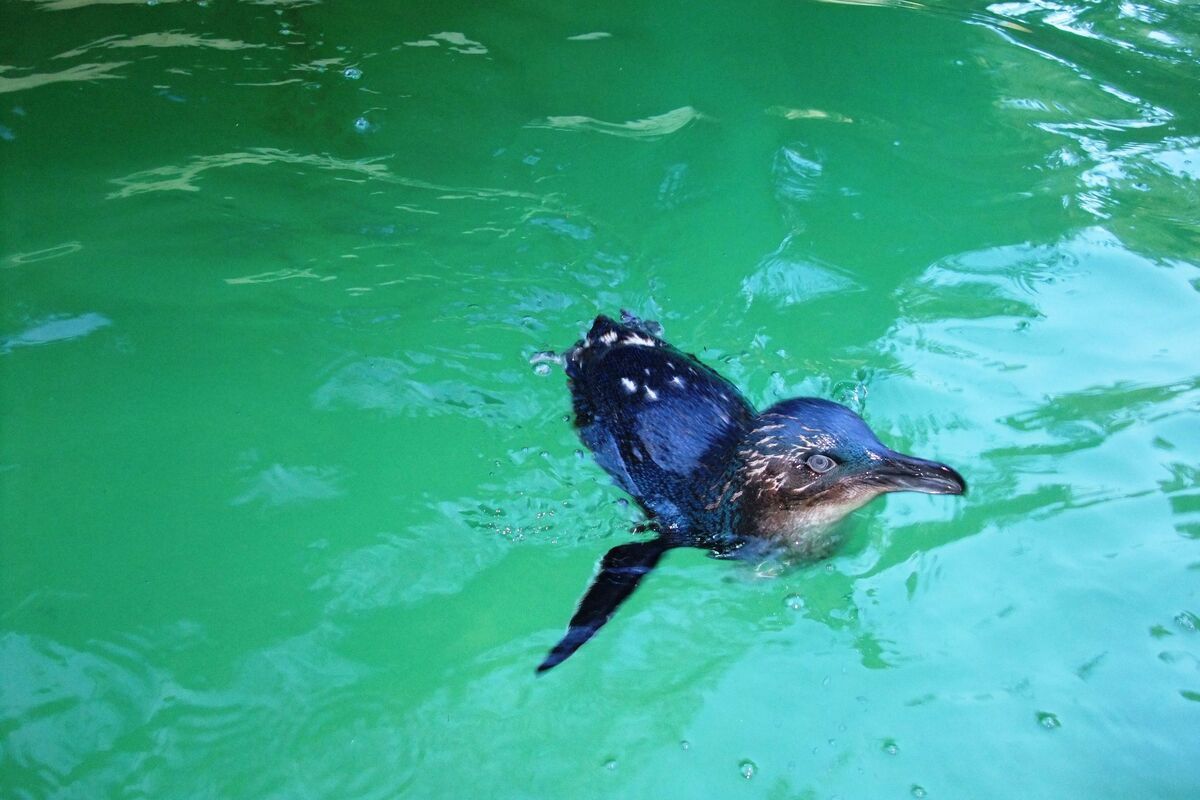 Pingu&iuml;n in de dierentuin van Perth