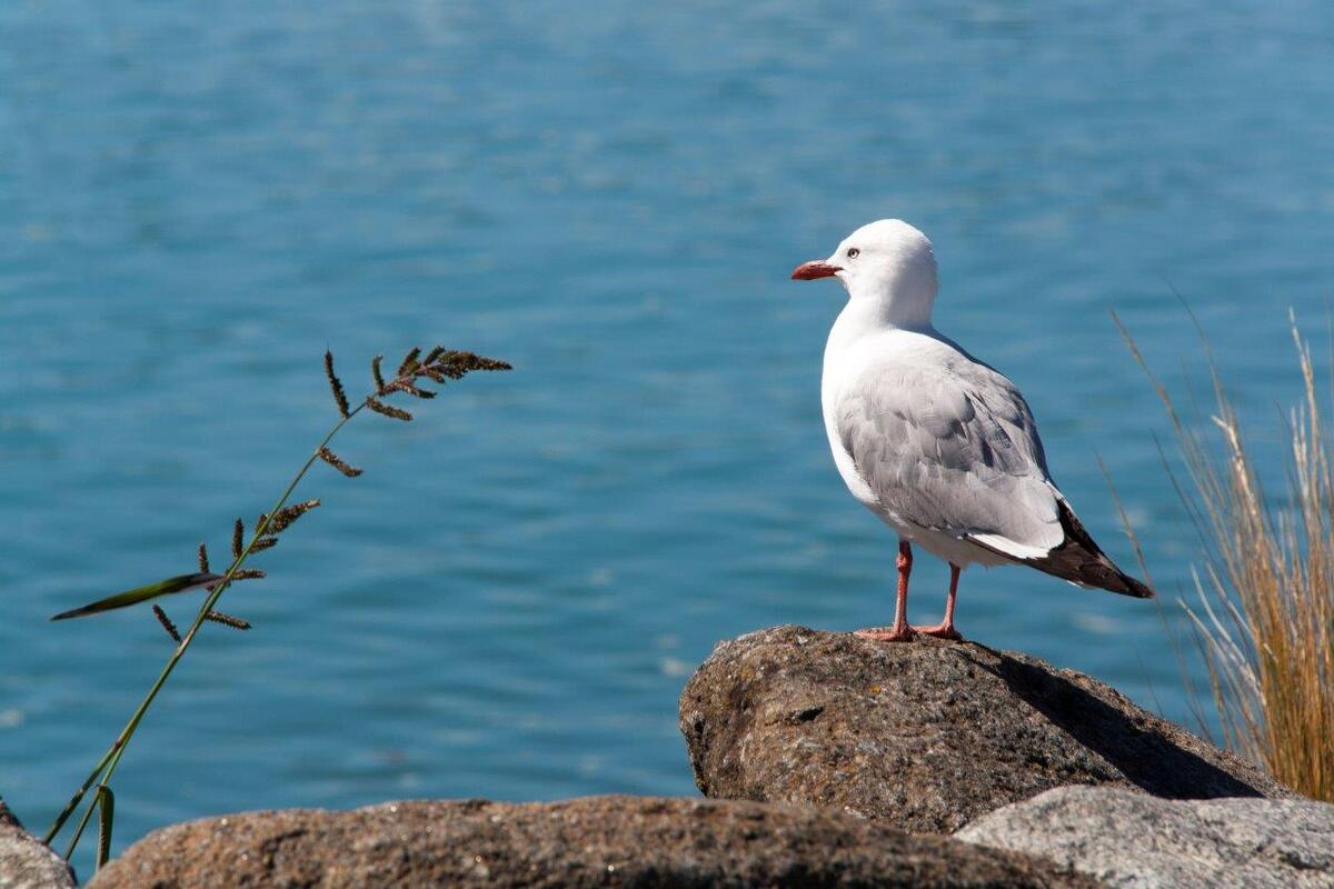 Een zeemeeuw aan de kust