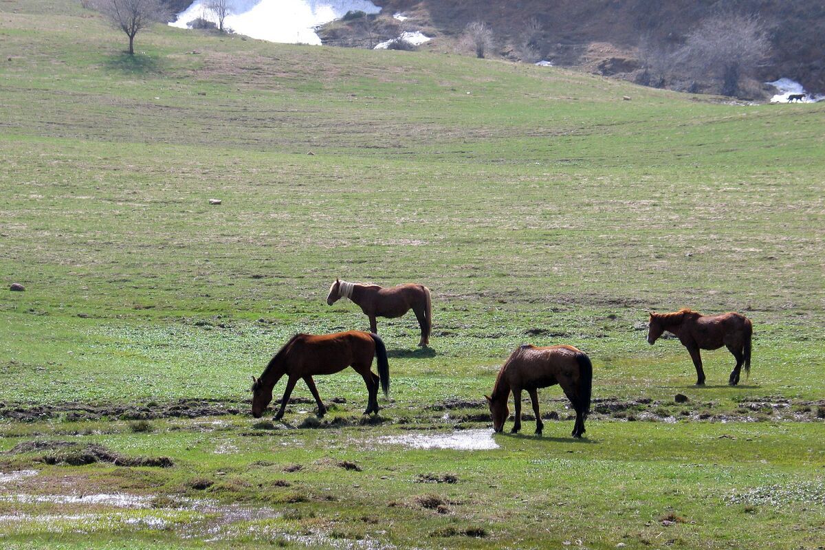 Paarden in het berglandschap van Oezbekistan