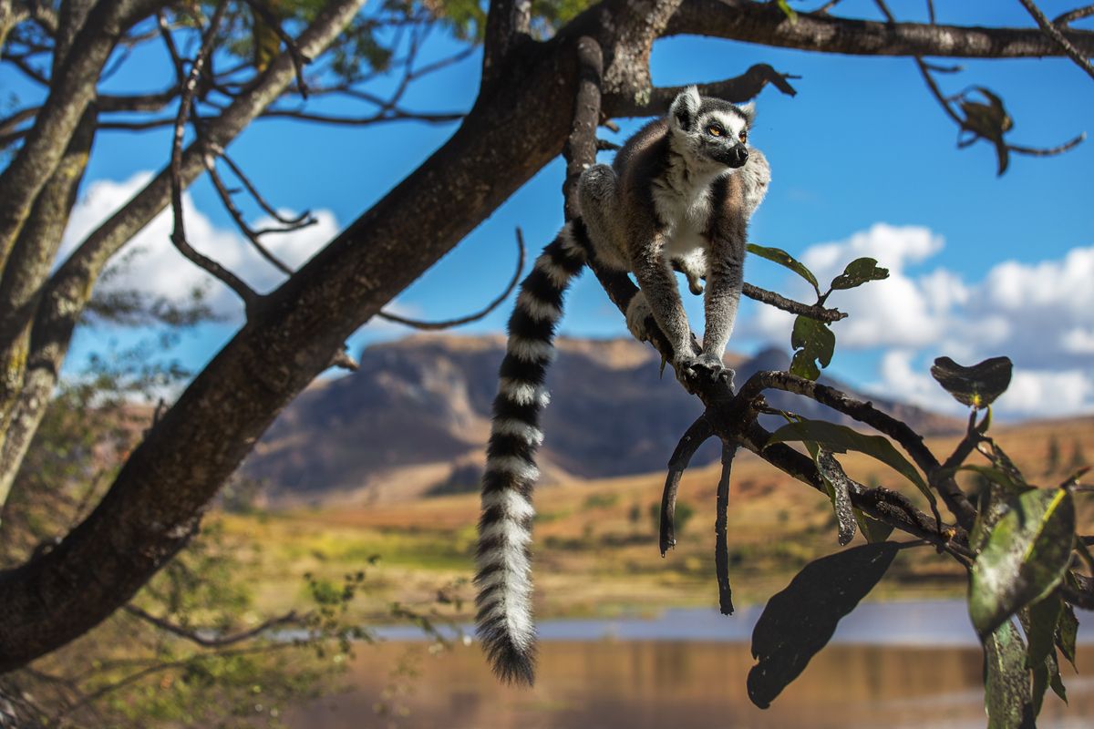 De maki van Madagaskar