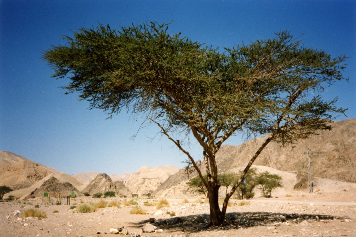 Het prachtige binnenland van Israel
