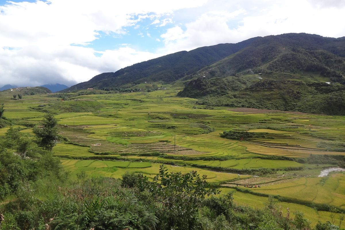 Rijstvelden rondom Sa Pa