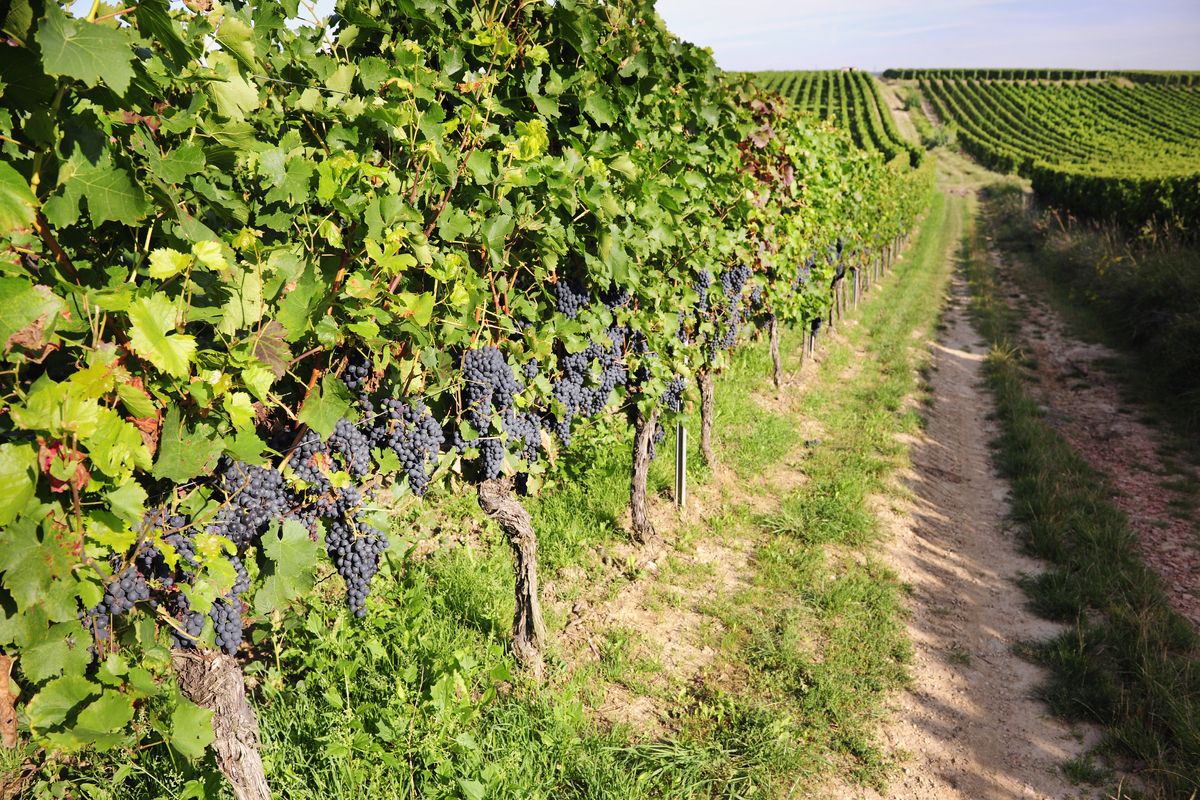 Wijnbouw Duitsland Druiven