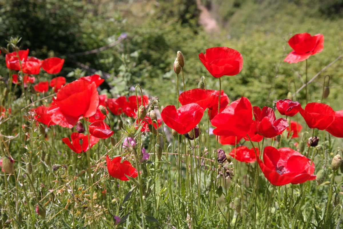De klaproos die prachtig bloeit in de lente in Portugal