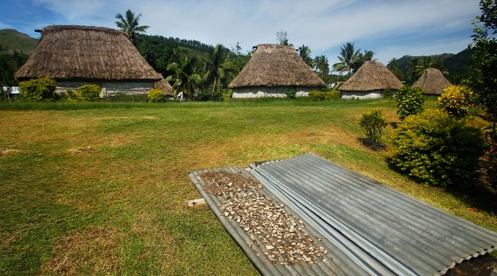 Drogen van kavawortel in Fiji