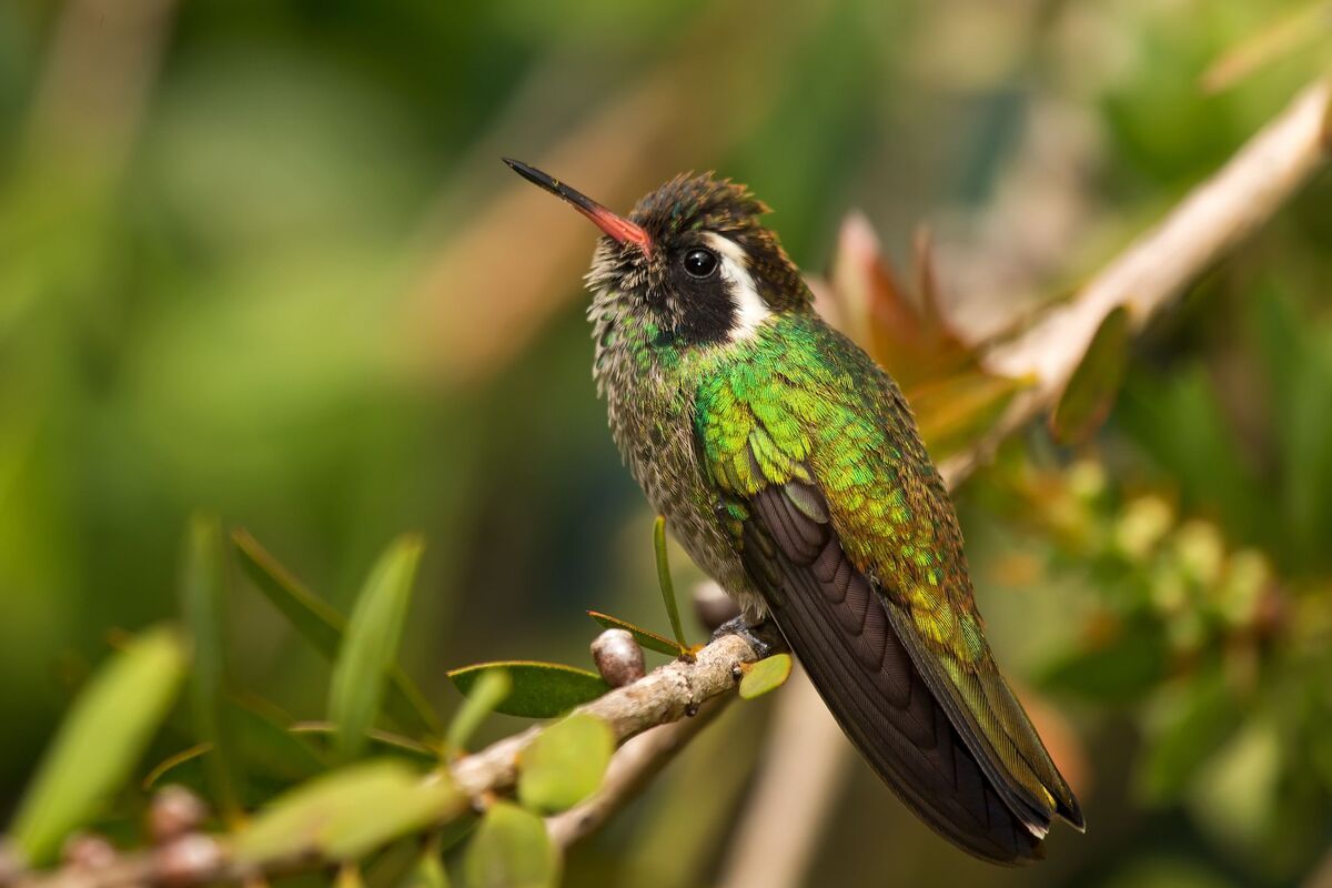 Hummingbird in natuur Guatemala