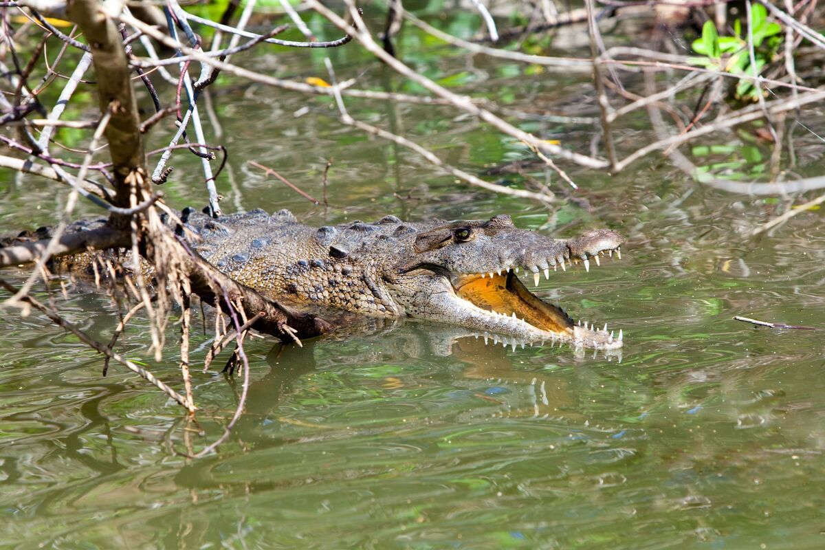 Krokodil Black River