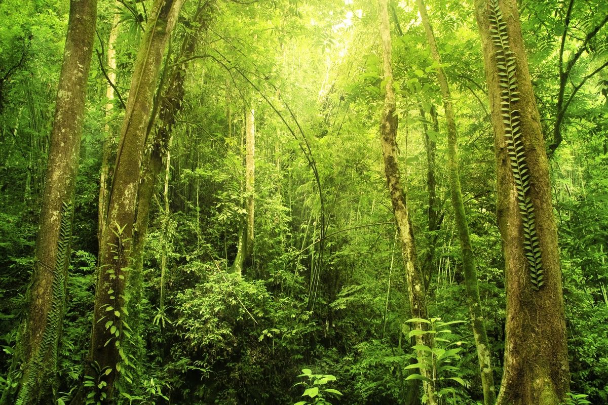 Het tropisch regenwoud van Brunei