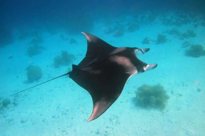 Een manta spotten in de wateren rondom Kaapverdië