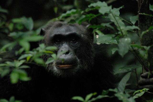 Rondreis door Uganda