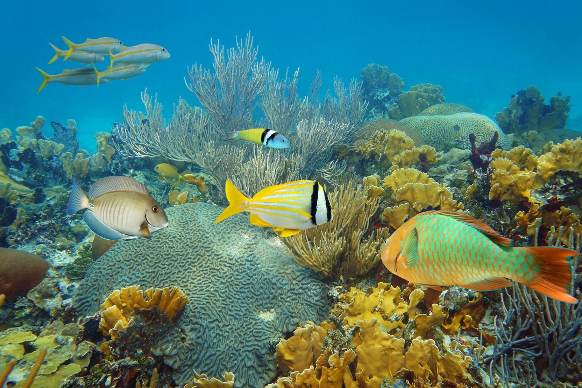 Vissen in de zee bij Bonaire