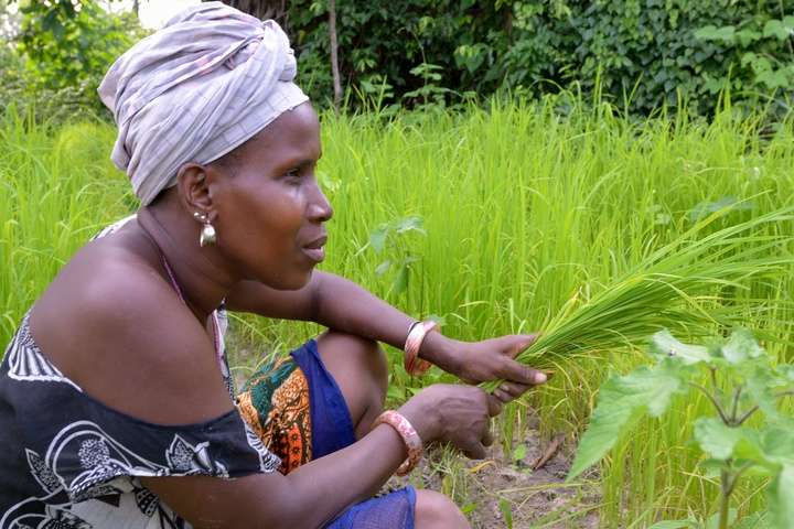 rijstvelden in Senegal
